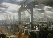 Mist System in Sheep Farm
